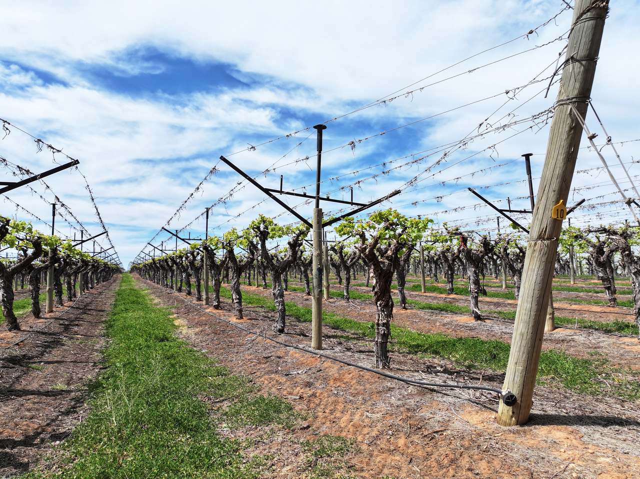 Treviso, Sunraysia For Sale by Farmbuy.com - image 27