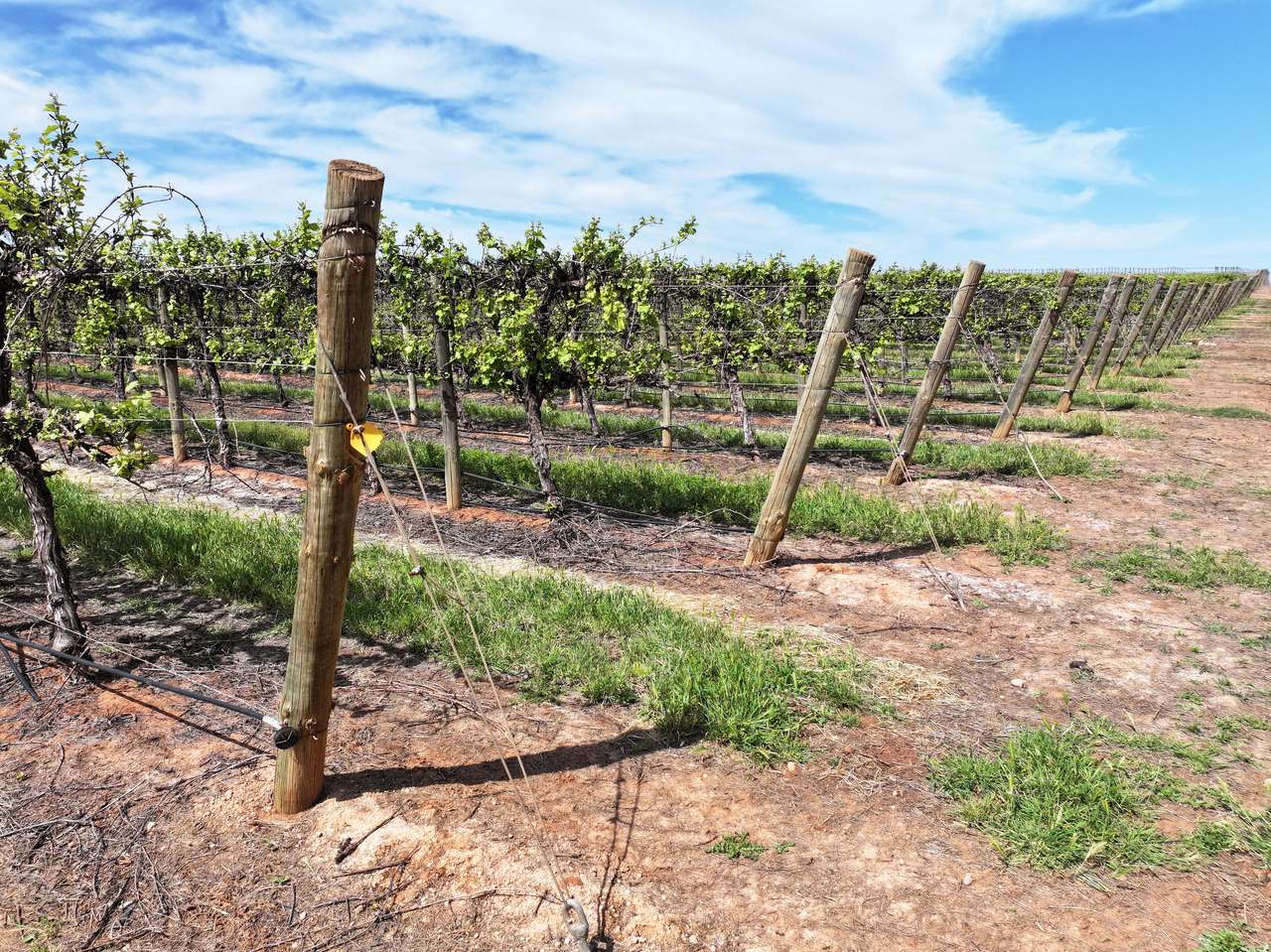 Treviso, Sunraysia For Sale by Farmbuy.com - image 26