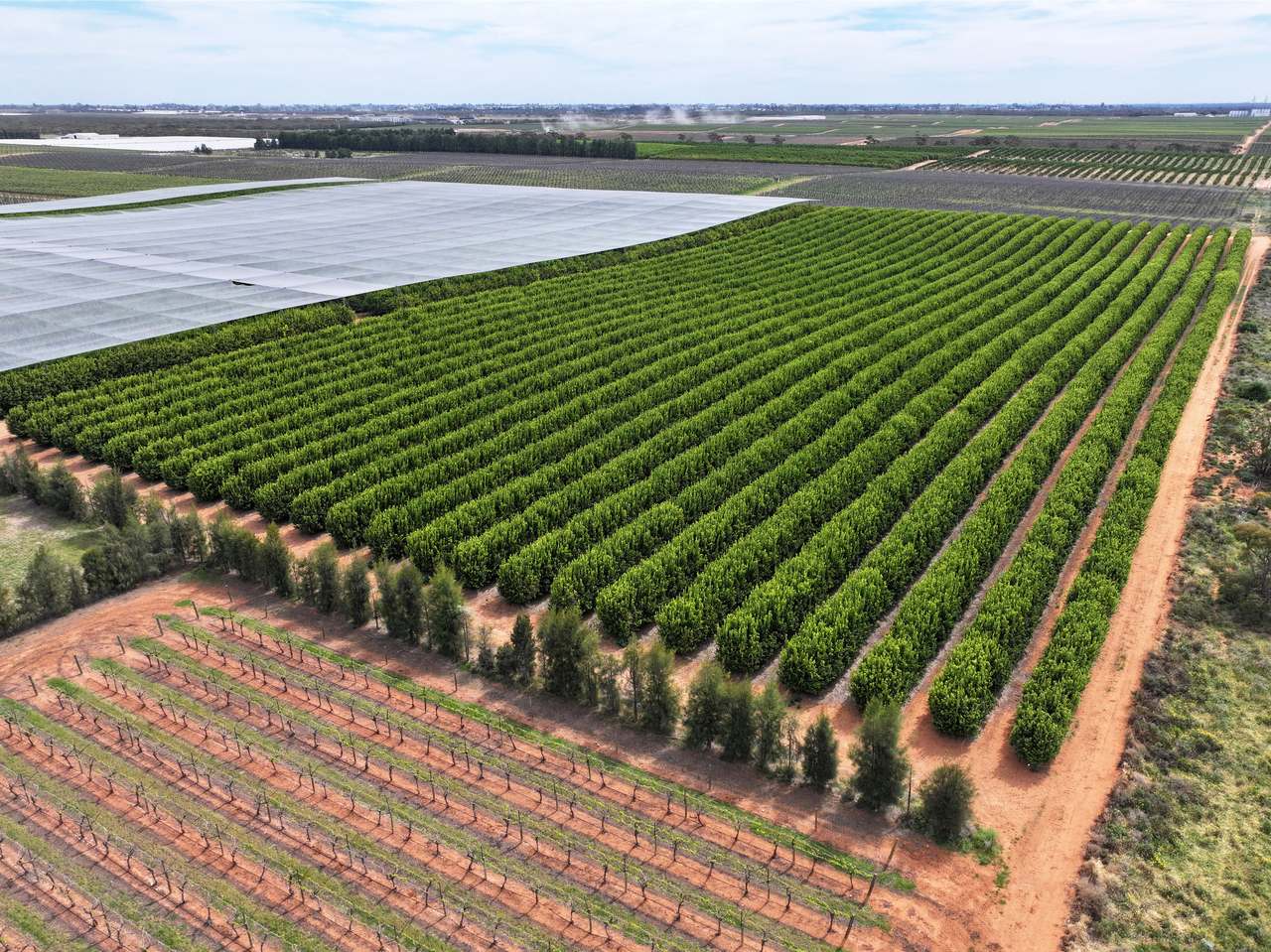 Treviso, Sunraysia For Sale by Farmbuy.com - image 15