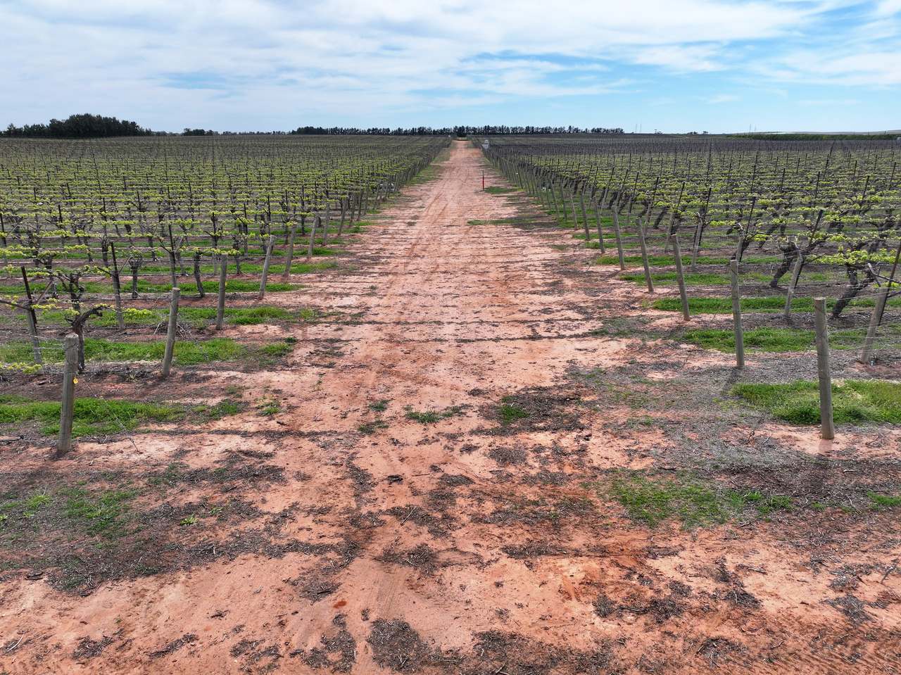 Treviso, Sunraysia For Sale by Farmbuy.com - image 8