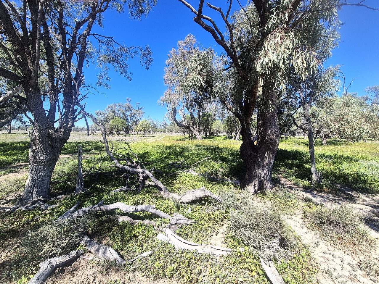 5358 Mercadool Road,  Collarenebri For Sale by Farmbuy.com - image 5