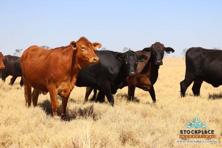 Zara Station, Hughenden Auction by Farmbuy.com - image 15