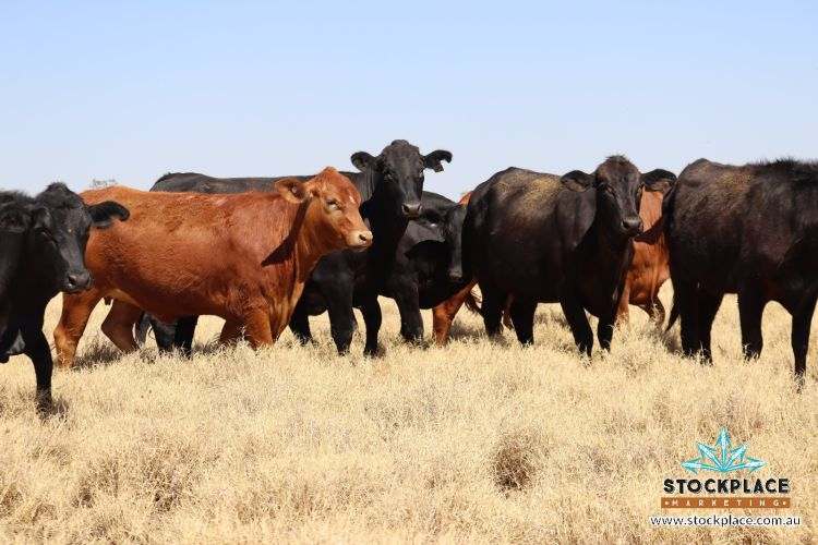 Zara Station, Hughenden Auction by Farmbuy.com - image 17