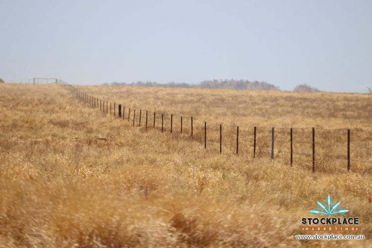 Zara Station, Hughenden Auction by Farmbuy.com - image 33