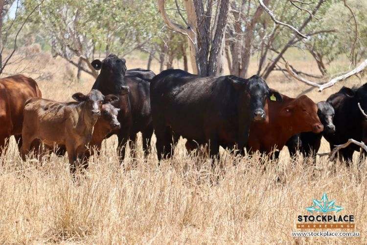 Zara Station, Hughenden Auction by Farmbuy.com - image 34