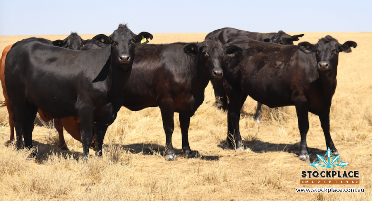 Zara Station, Hughenden Auction by Farmbuy.com - image 40