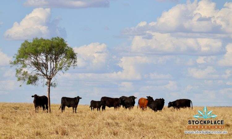 Zara Station, Hughenden Auction by Farmbuy.com - image 36