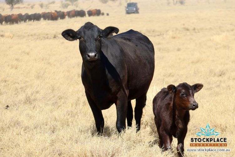 Zara Station, Hughenden Auction by Farmbuy.com - image 14