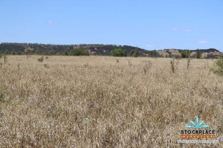 Zara Station, Hughenden Auction by Farmbuy.com - image 9