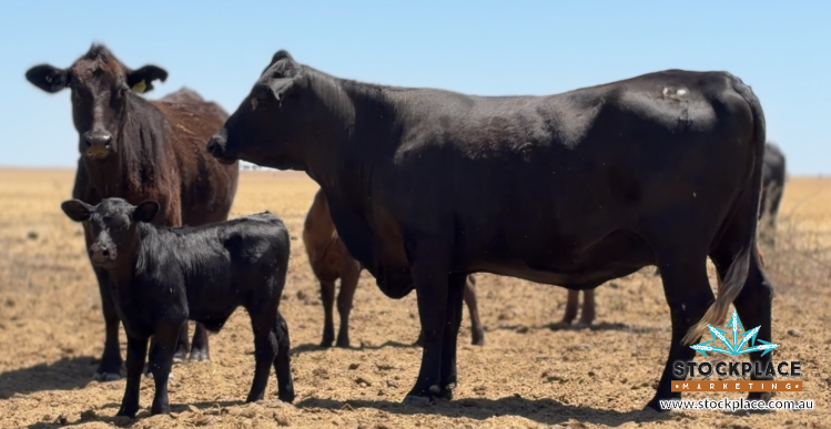 Zara Station, Hughenden Auction by Farmbuy.com - image 8