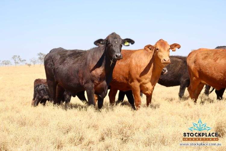 Zara Station, Hughenden Auction by Farmbuy.com - image 7