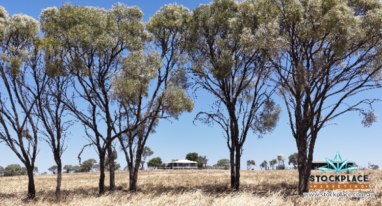 Zara Station, Hughenden Auction by Farmbuy.com - image 18