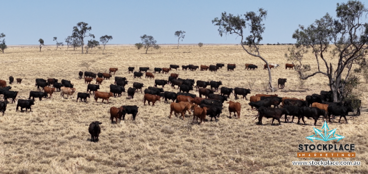 Zara Station, Hughenden Auction by Farmbuy.com - image 5