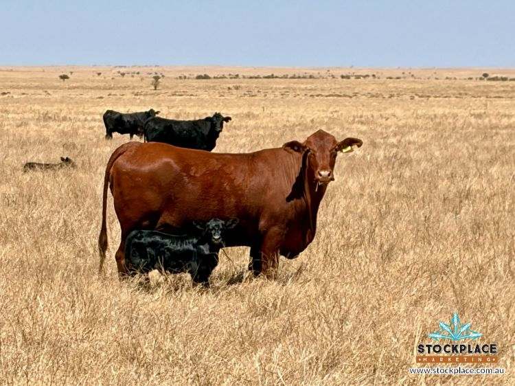 Zara Station, Hughenden Auction by Farmbuy.com - image 6
