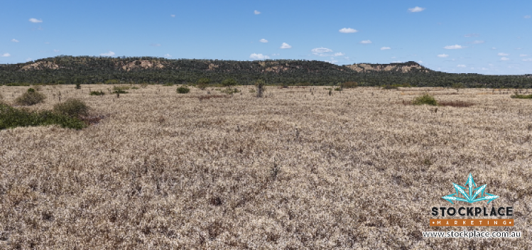 Zara Station, Hughenden Auction by Farmbuy.com - image 3