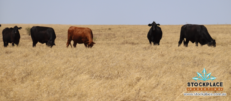 Zara Station, Hughenden Auction by Farmbuy.com - image 41