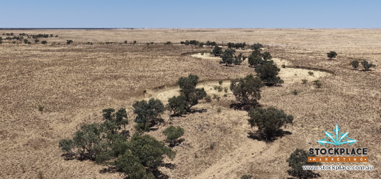 Zara Station, Hughenden Auction by Farmbuy.com - image 38