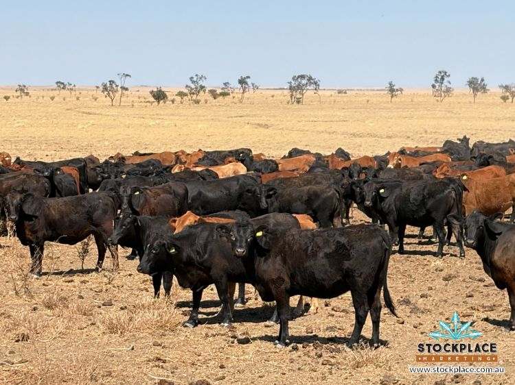 Zara Station, Hughenden Auction by Farmbuy.com - image 43