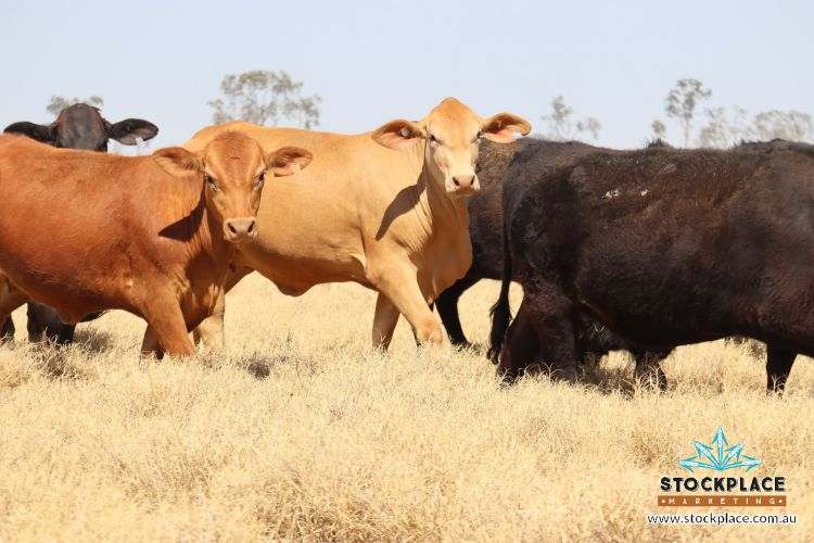 Zara Station, Hughenden Auction by Farmbuy.com - image 16