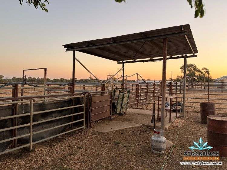 Zara Station, Hughenden Auction by Farmbuy.com - image 23