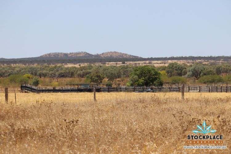 Zara Station, Hughenden Auction by Farmbuy.com - image 30
