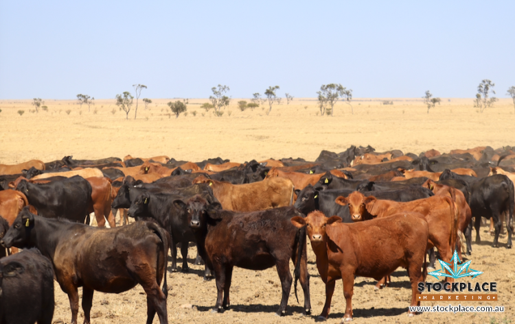Zara Station, Hughenden Auction by Farmbuy.com - image 42