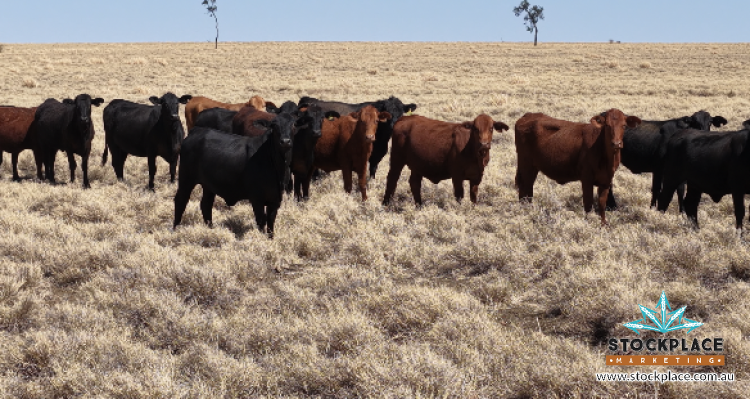 Zara Station, Hughenden Auction by Farmbuy.com - image 37