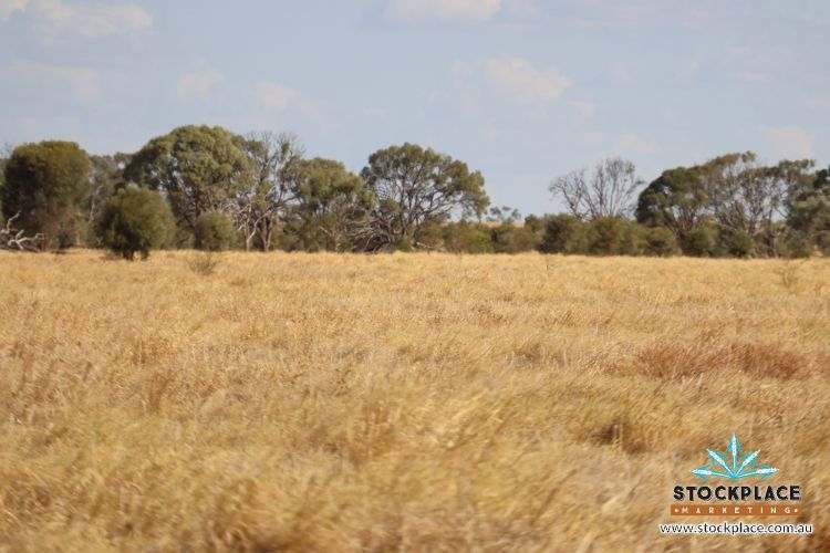 Zara Station, Hughenden Auction by Farmbuy.com - image 35