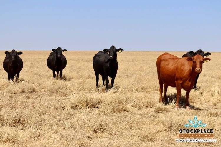 Zara Station, Hughenden Auction by Farmbuy.com - image 32