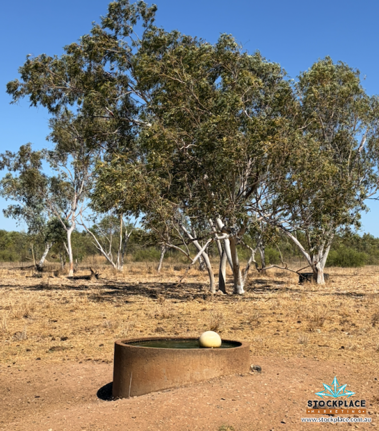 Strathelen & Rellum Park , Torrens Creek Auction by Farmbuy.com - image 16