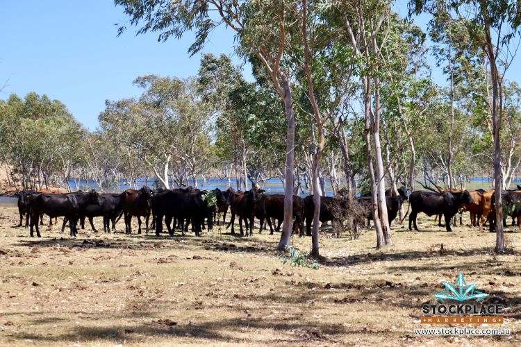 Strathelen & Rellum Park , Torrens Creek Auction by Farmbuy.com - image 6