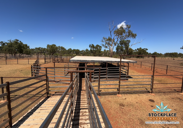 Strathelen & Rellum Park , Torrens Creek Auction by Farmbuy.com - image 31