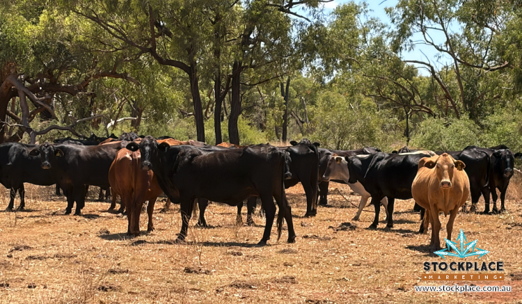 Strathelen & Rellum Park , Torrens Creek Auction by Farmbuy.com - image 27