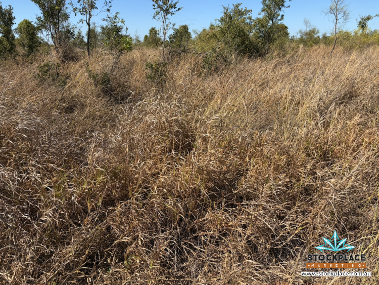 Strathelen & Rellum Park , Torrens Creek Auction by Farmbuy.com - image 37