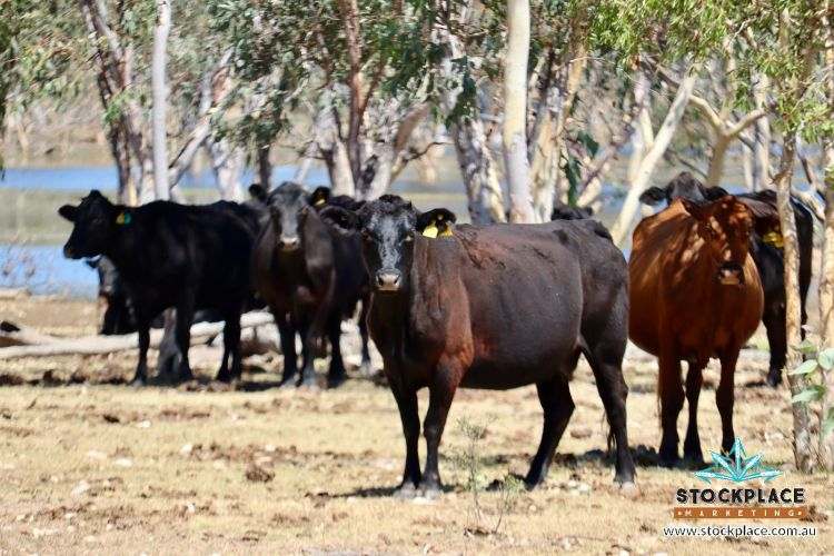 Strathelen & Rellum Park , Torrens Creek Auction by Farmbuy.com - image 11