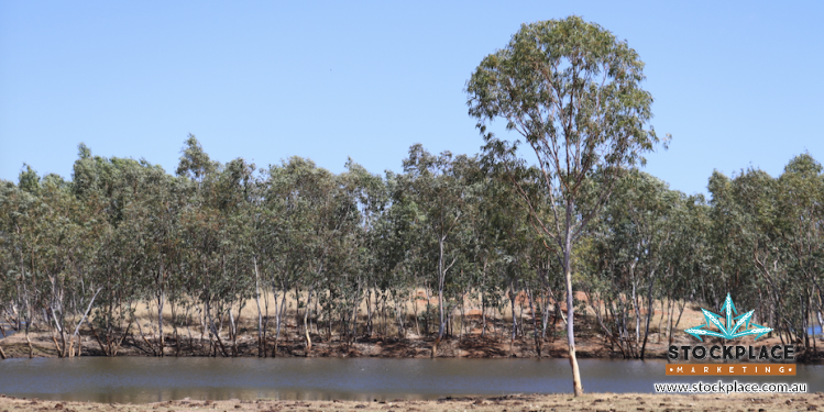 Strathelen & Rellum Park , Torrens Creek Auction by Farmbuy.com - image 18