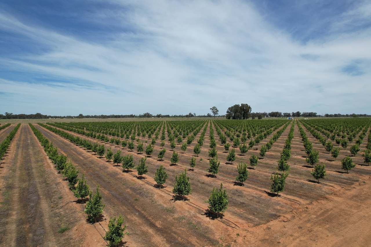 Yalca For Sale by Farmbuy.com - image 3