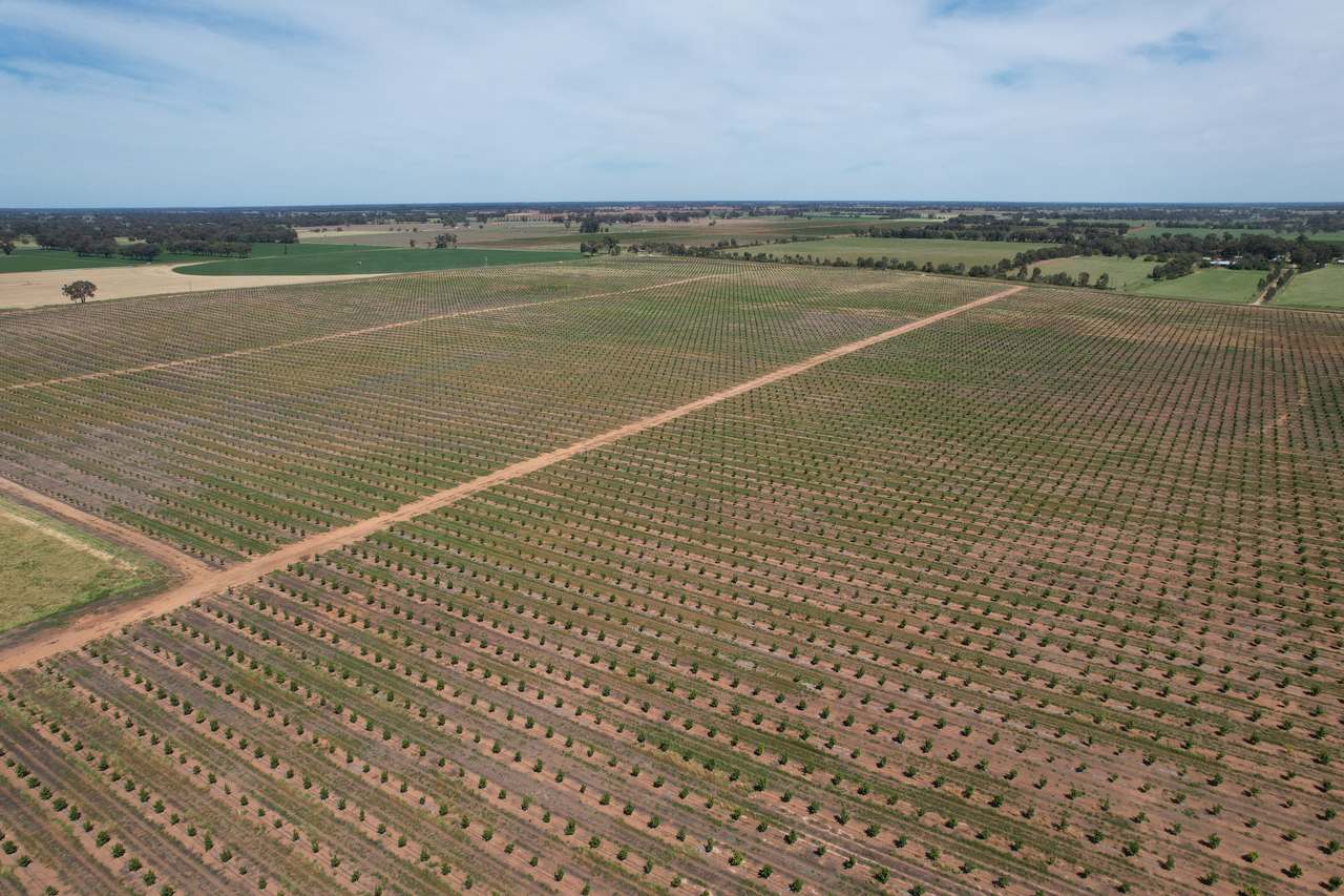 Yalca For Sale by Farmbuy.com - image 2