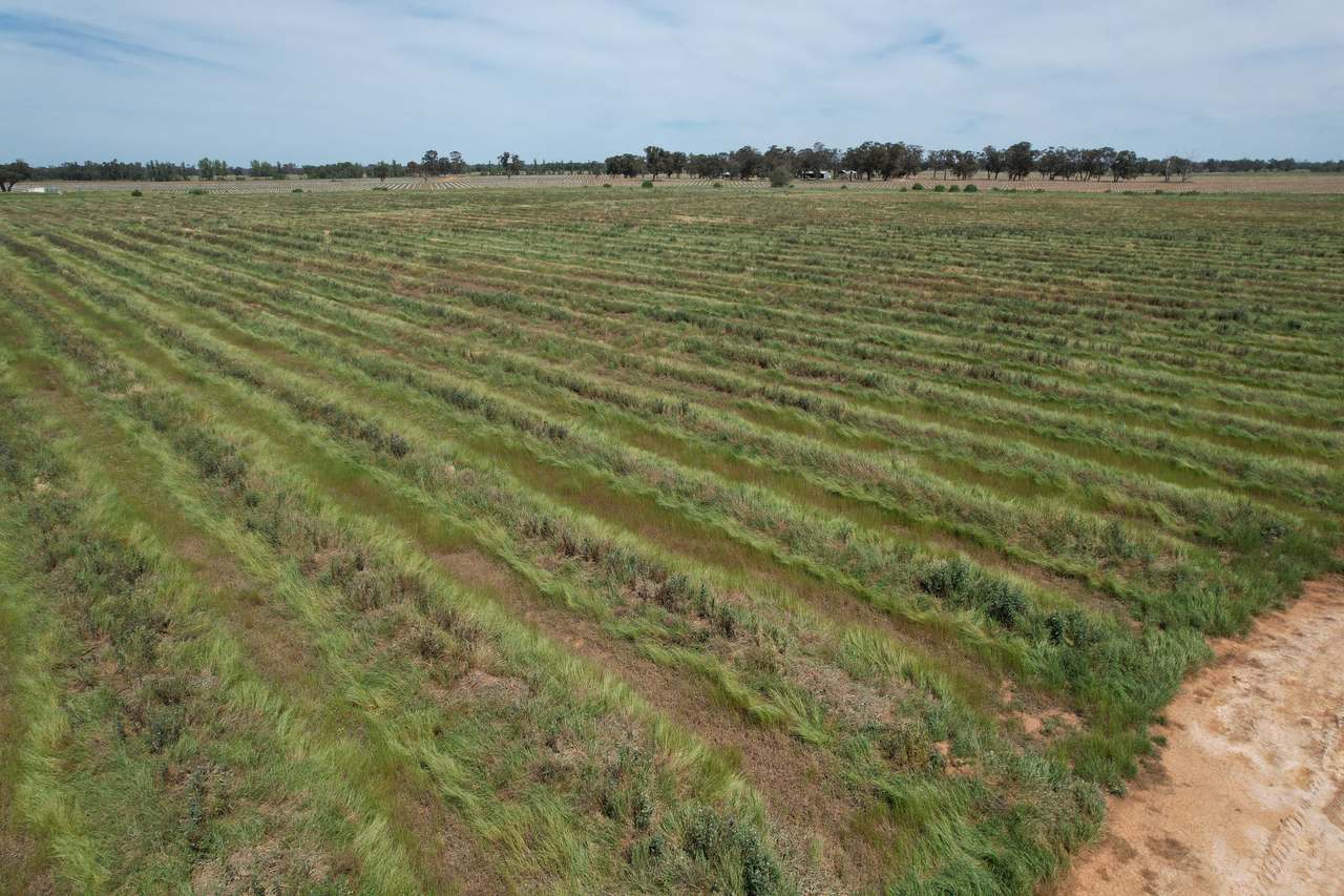 Yalca For Sale by Farmbuy.com - image 14