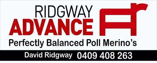 Photo #4: Ridgway Advance Poll Merino