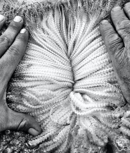 Photo #5: Ridgway Advance Poll Merino