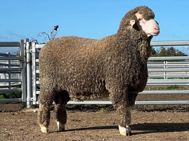 Photo #6: Ridgway Advance Poll Merino