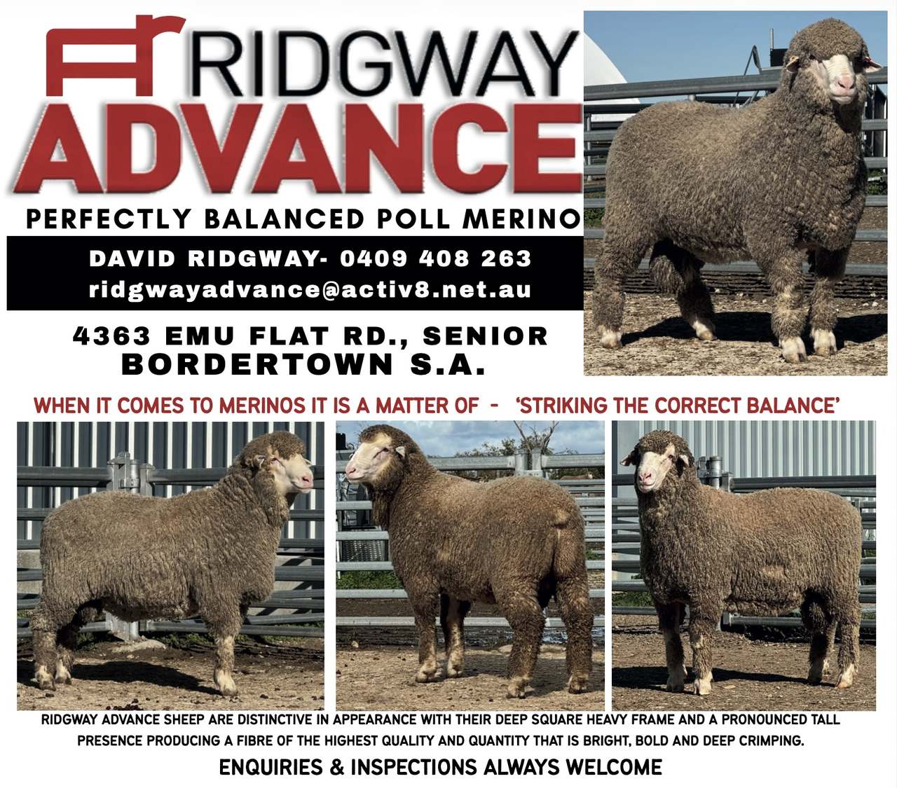 Photo #1: Ridgway Advance Poll Merino