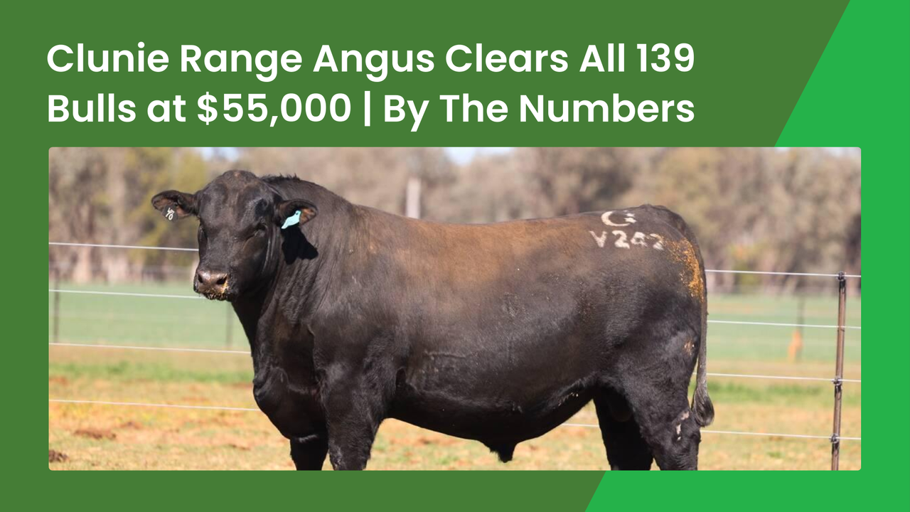Clunie Range Angus Clears All 139 Bulls at $55,000 | Farmbuy Livestock
