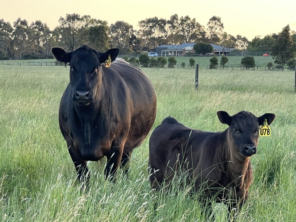 2026 Wattlewood Angus Beef Week Open Day and Bull Sale Preview