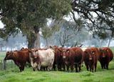 National Shorthorn Show & Sale
