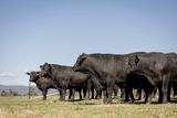 10th CHOICE ANGUS YEARLING ONLINE BULL SALE