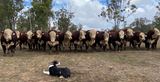 Remolea Bull Sale Open Day