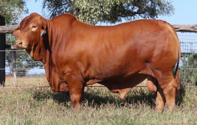 BullZeye Droughtmaster Bull Sale