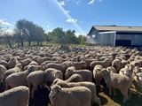 Roseville Park Open Day